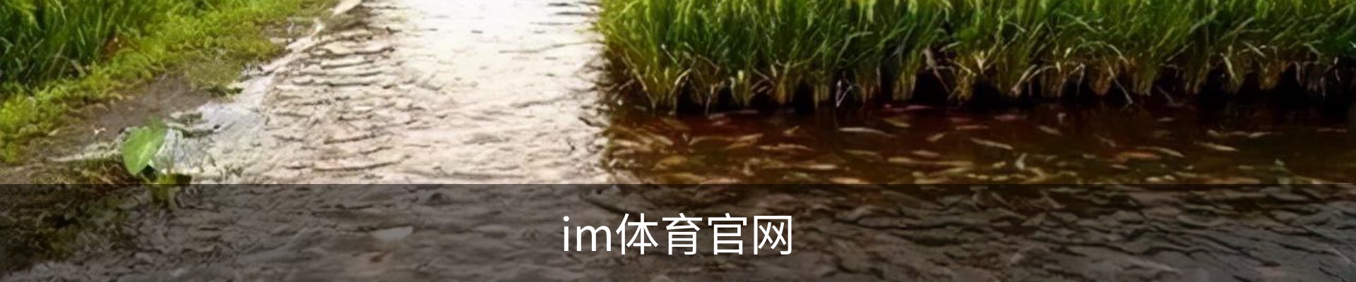 im体育官网